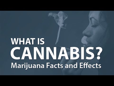 大麻的真相