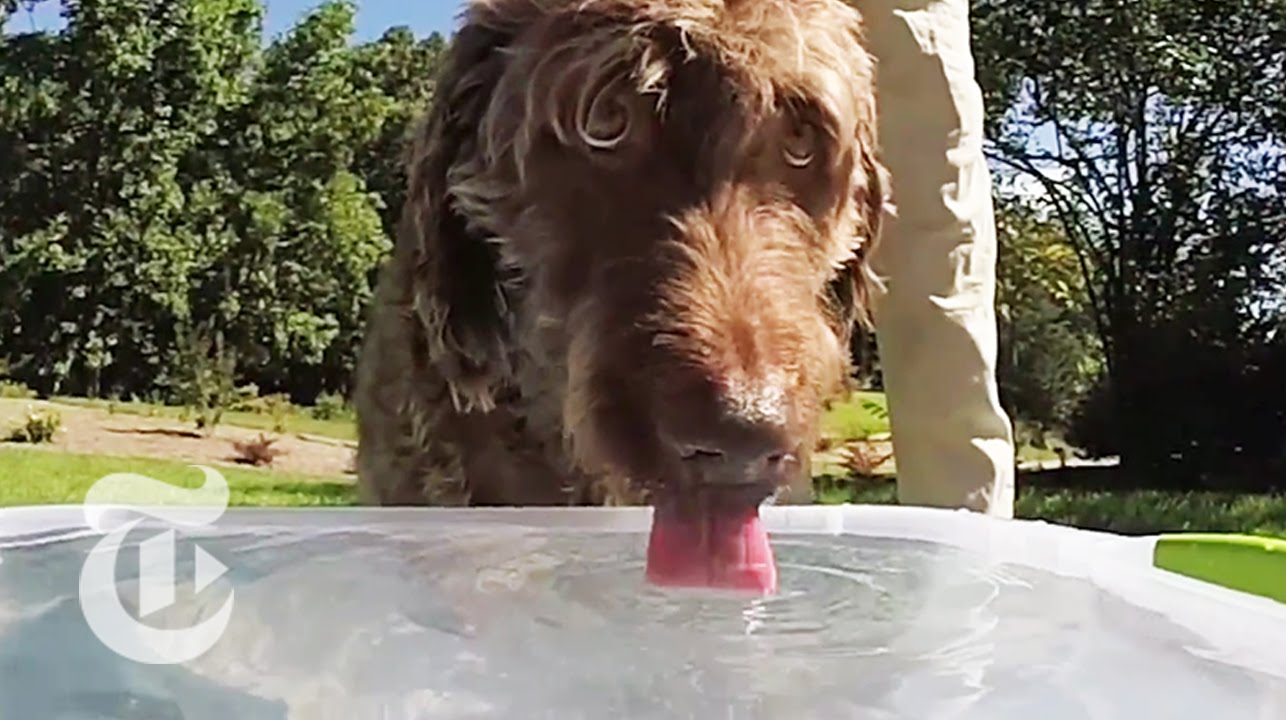 狗狗如何喝水？