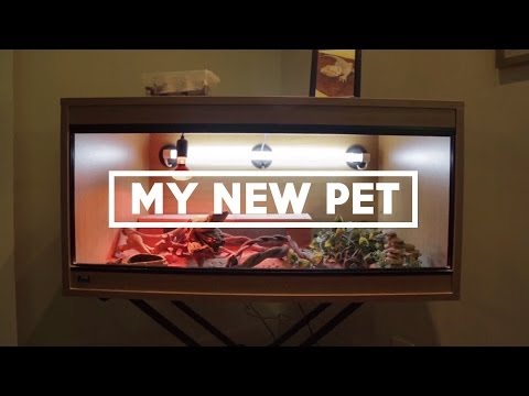 我的怪奇新寵物