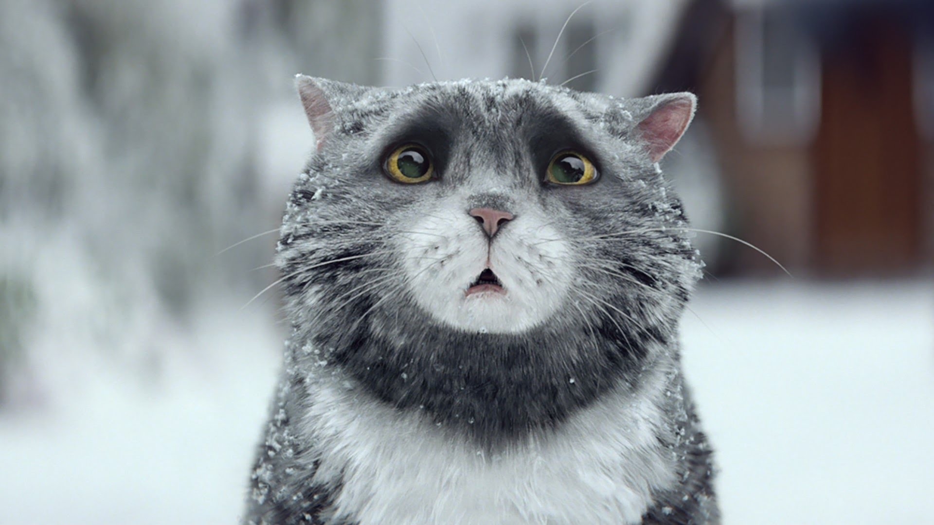 暖心耶誕廣告：糊塗貓莫可的聖誕大災難