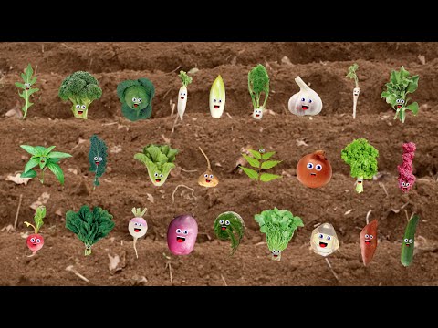 一起來唱 ABC 蔬菜歌！