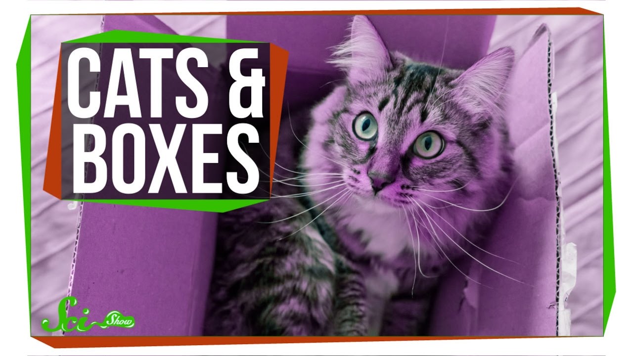 科學大哉問：為什麼貓咪都喜歡躲進箱子呢？