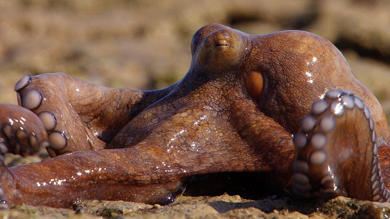 【大自然真奇妙】章魚也能在陸上行走嗎？