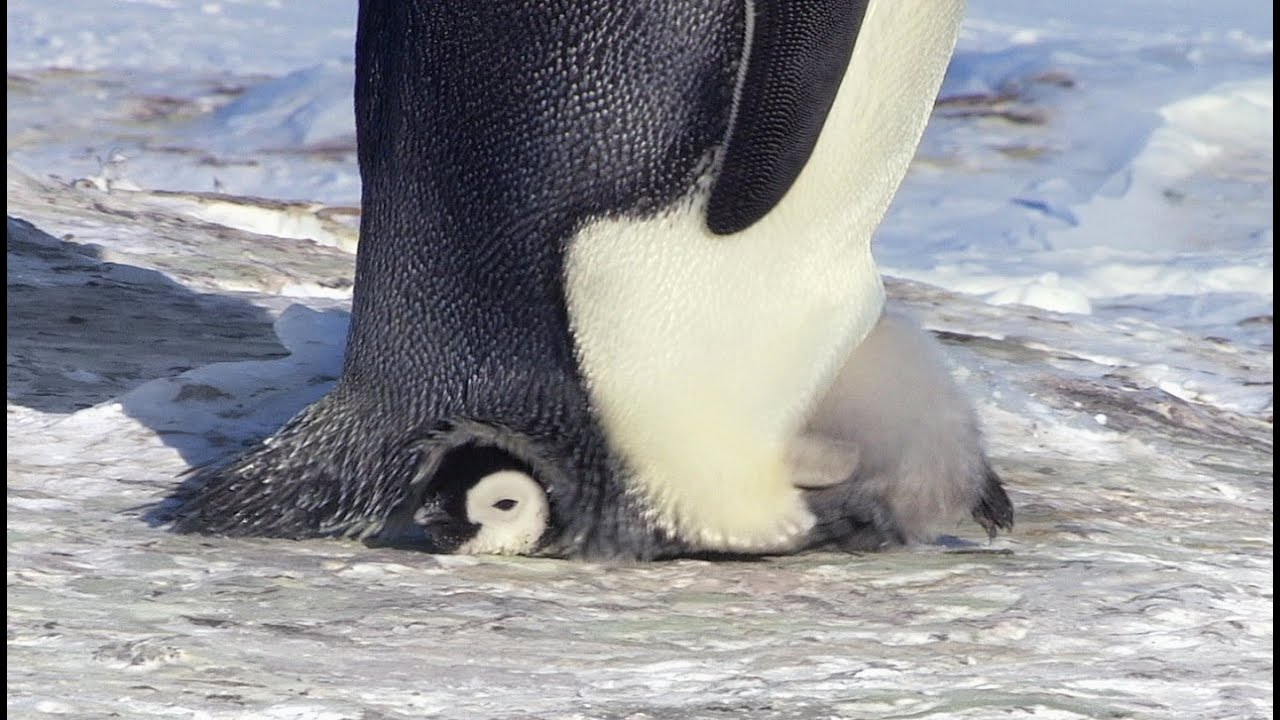 小企鵝寶寶長大的第一步